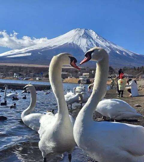 [가자도쿄/한국인가이드] 일본의 상징 후지산 투어와 온천체험 [단독투어]