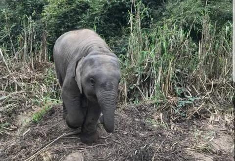 [치앙마이 코끼리 생츄어리]  코끼리는 내 친구