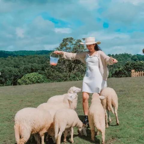 [몬쨈 필수 관광지 총 집합] 치앙마이 몬쨈 & 알파카 & 플레르 카페 일일투어