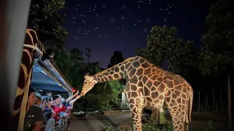 당일예약 가능｜[왕복 호텔 픽드랍·입장권·트램 포함] 치앙마이 나이트 사파리 투어