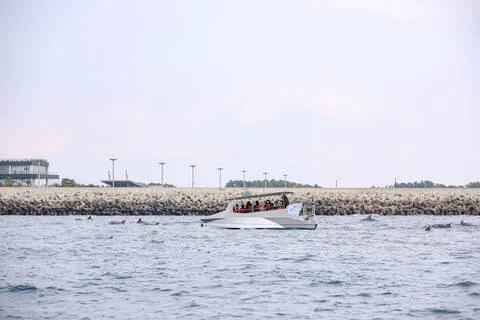 [대정] 돌고래 투어 야생 돌고래와 함께 하모 돌고래 투어 체험!