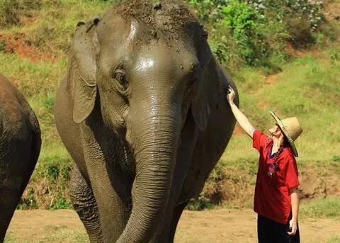 [코끼리생츄어리] 수많은 여행객 리뷰로 인정받은 란통(Ran-Tong) 코끼리 보호소 