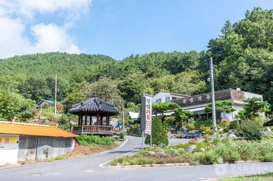 서울 근교에 이런 곳이?"... 대전 동구, 100만 송이 해바라기가 피는 찬샘마을