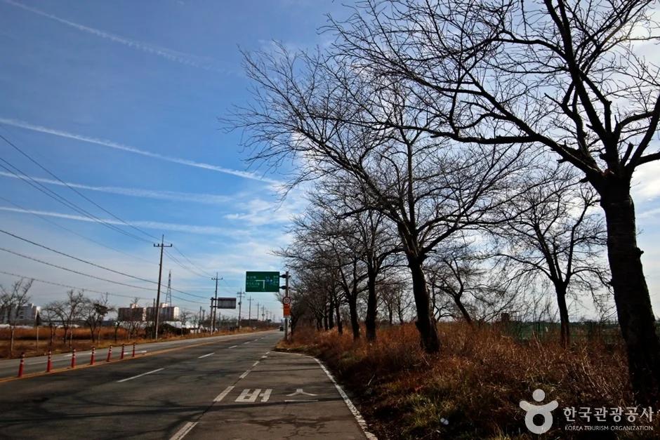 이 벚꽃길, 100리나 된다고?"... 전북 익산 40km에 걸쳐 피어나는 벚꽃 명소