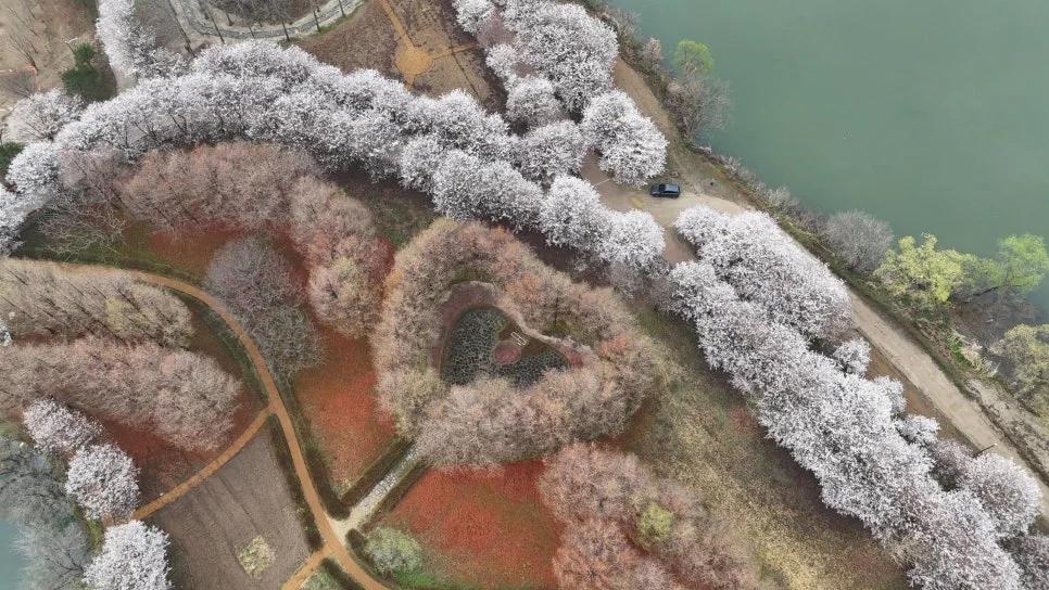 서울 근교에서 이런 벚꽃터널을?"... 경기 가평 에덴벚꽃길 2km 벚꽃터널