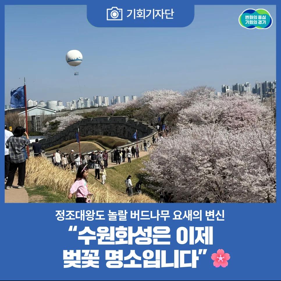 정조대왕도 놀랄 버드나무 요새의 변신?"... 240년 역사 경기 수원화성에서 만나는 벚꽃 명소