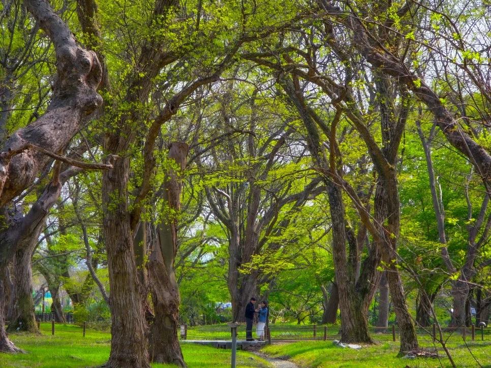 1년에 딱 지금만 열린다는 연둣빛 터널?"... 경주 계림 1.2km 봄 나들이길