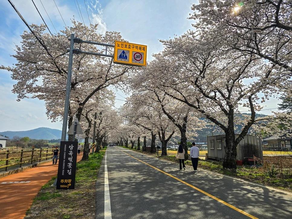 경주 벚꽃, 지금부터 시작이라고요?"... 4월 말까지 피는 경주 숨겨진 암곡 벚꽃길