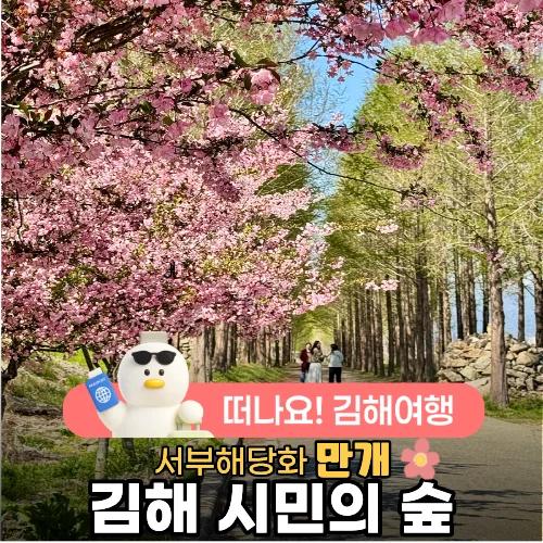 이 꽃이 이렇게 예뻤다고요?"... 김해 시민의 숲, 4월 메타세쿼이어 숲 앞 서부해당화 명소