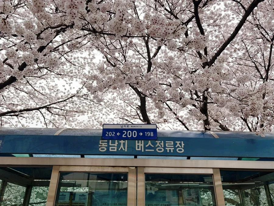 딱 일주일 남해 벚꽃 막차 놓치지 마세요?"... 경남 남해 20리 벚꽃터널 막바지 여행