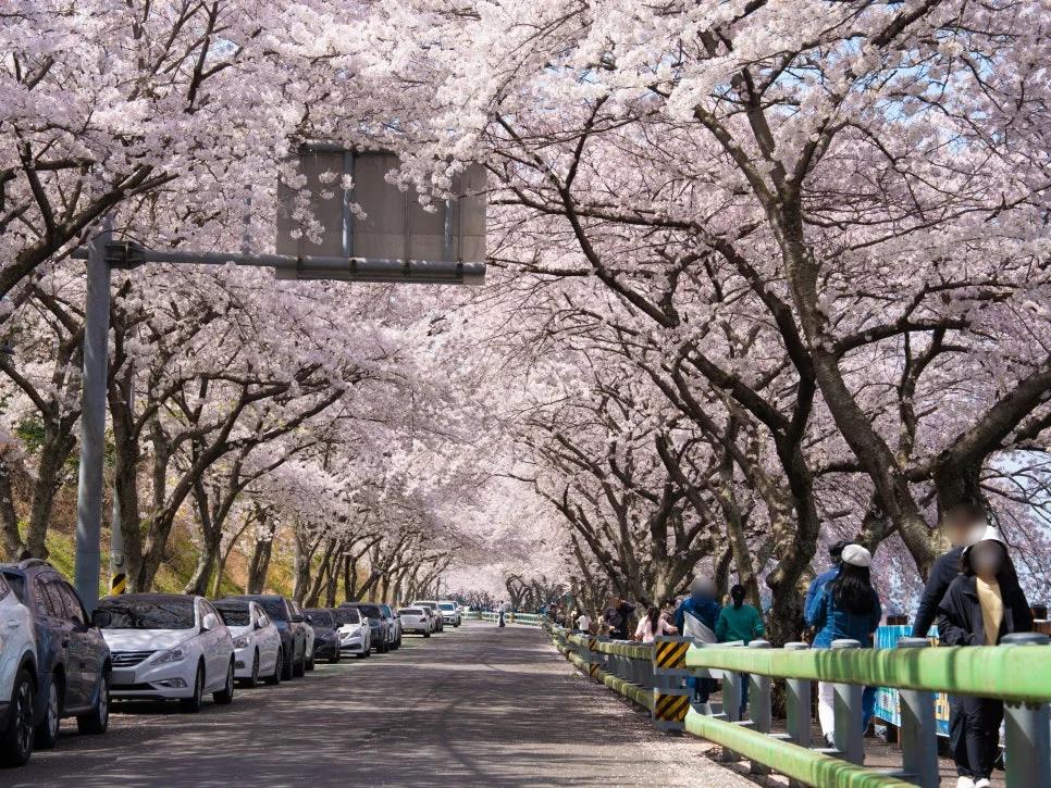 벚꽃과 유채꽃을 한 번에?"... 경남 남해 12km 드라이브 코스의 봄꽃 향연
