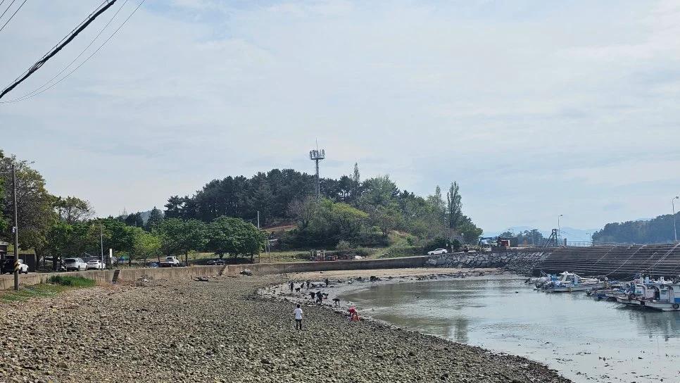 바다 위 벚꽃은 처음이지?"... 4월에만 만나는 경남 남해 12km 해안도로 봄 풍경