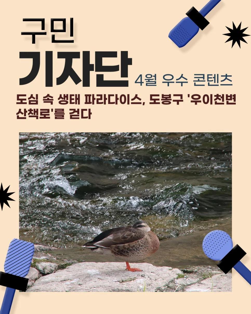 도심 속 파라다이스가 무료라고?"... 5.5km 도봉구 우이천변 생태 산책로