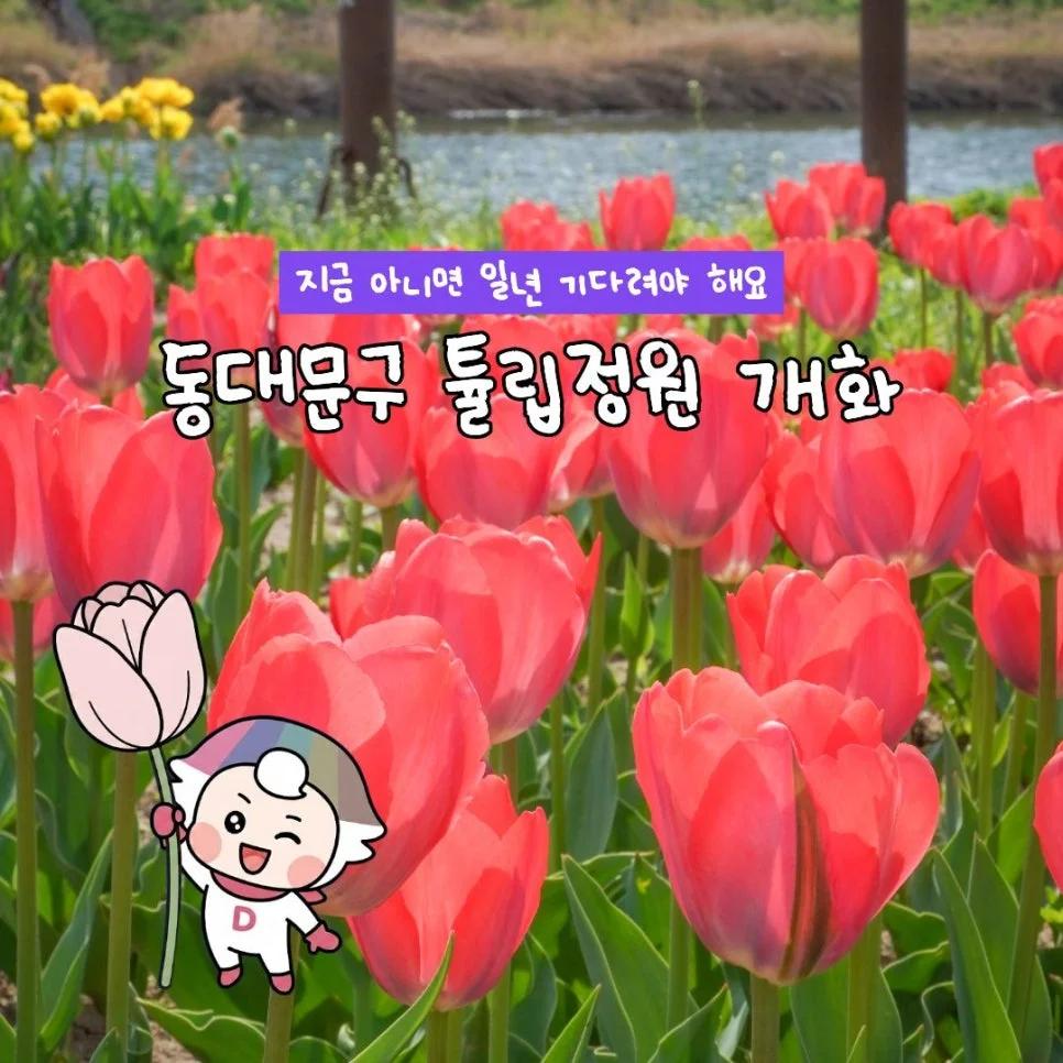 지금 안 가면 1년을 기다려야 해요"... 동대문구 중랑천 튤립 15만 송이 만개