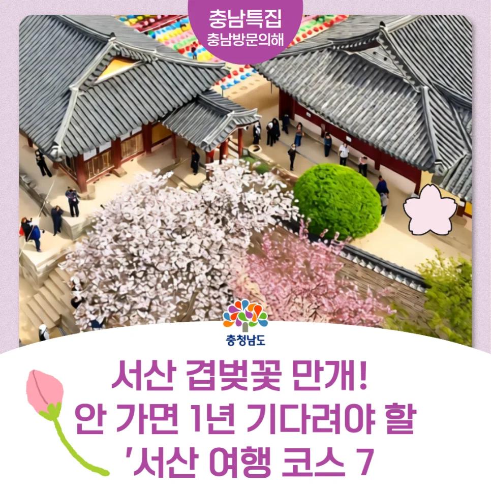 지금 안 가면 1년을 기다려야 해?"... 충남 서산 겹벚꽃 만개 놓치면 후회할 여행 코스 7