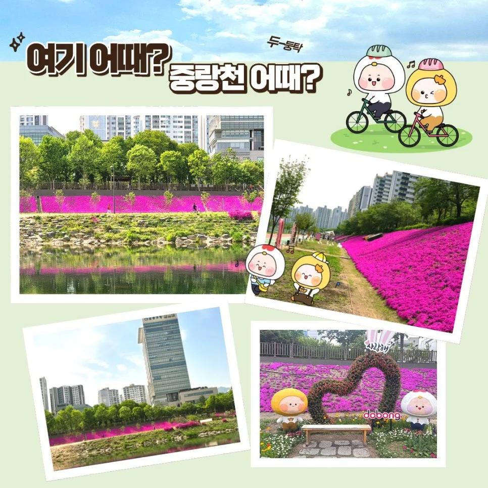 진분홍 물결이 1.5km나 펼쳐진다고?"... 서울 중랑천 제방 위 꽃잔디 만개