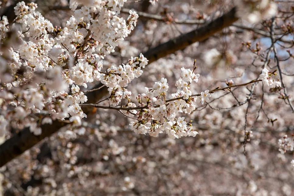 수백 대 드론이 밤하늘을 수놓는 장관...수원 만석공원 벚꽃 축제, 불꽃 & 음악분수 무료