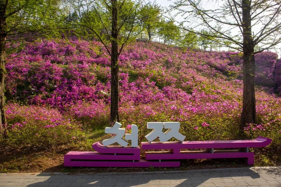 이곳은 철쭉 명소인데 무료라고요?"... 수원 신대저수지 둘레길 2.5km 철쭉동산
