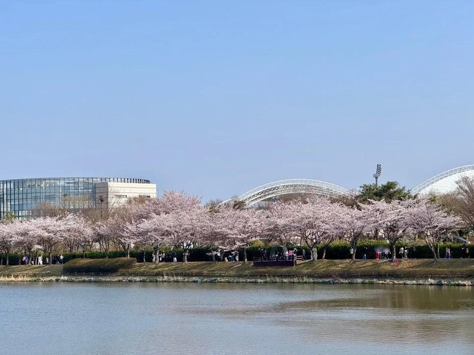 호수 따라 걷는 벚꽃길, 무료라고?"... 경기 안산시 화랑유원지 1.5km 벚꽃터널 명소