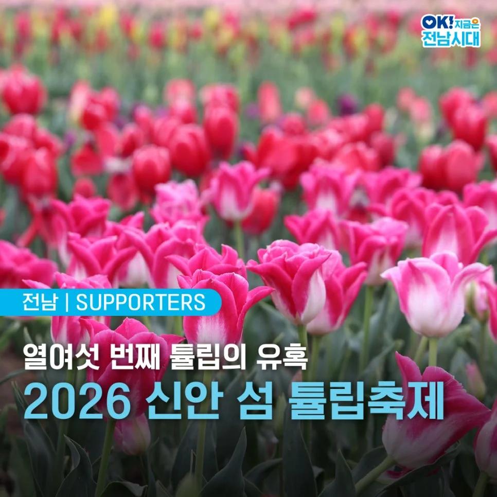 16번째 봄을 맞은 튤립의 유혹"... 전남 신안 섬에서 열리는 최대 튤립축제