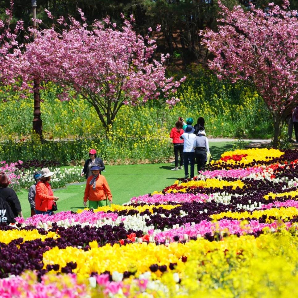 수백만 송이 튤립의 향연, 2026년에 다시 온다고?"... 충남 태안 세계 튤립꽃박람회 완벽 가이드