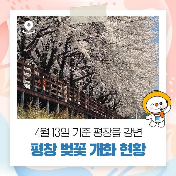 평창 벚꽃, 지금이 절정이라고?"... 4월 13일 강원 평창읍 강변, 터미널 건너편 만개