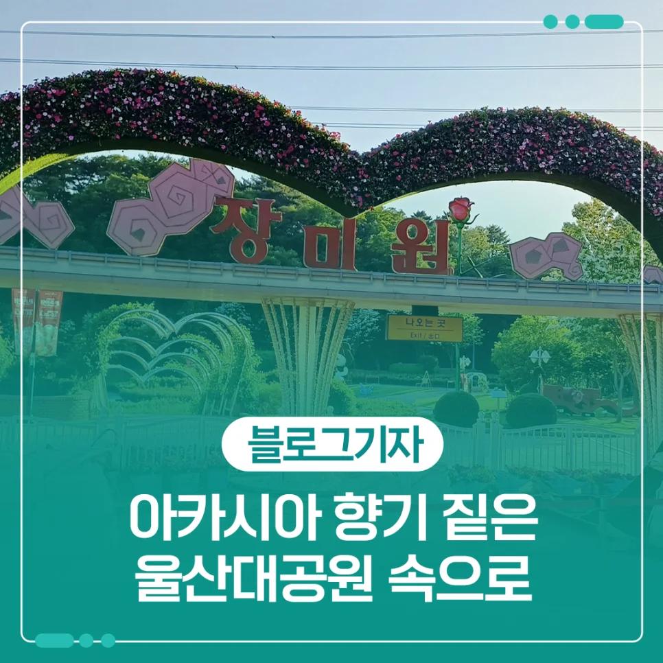 아카시아 향기가 이렇게 진할 줄이야?"... 30만 평 울산대공원 2.7km 산책로