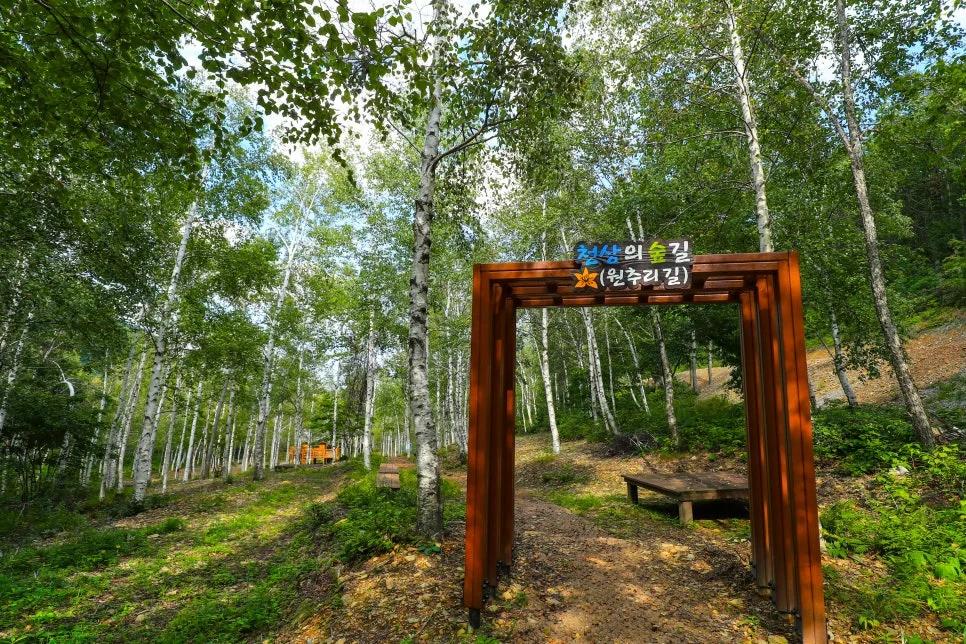 걷기만 해도 저절로 힐링"... 강원 태백시 명품 숲길 100km 개방