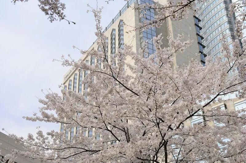 그랜드 하얏트 도쿄