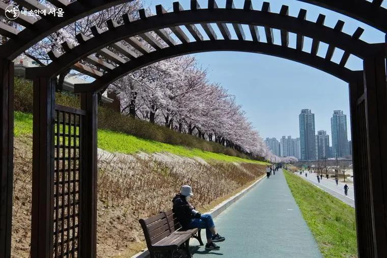 서울 벚꽃 어디가 좋을까? 인파 없는 숨은 명소 5곳 (2026)