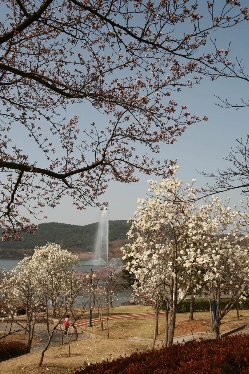 경주 벚꽃 어디가 좋을까? 보문호에서 불국사까지 코스 추천