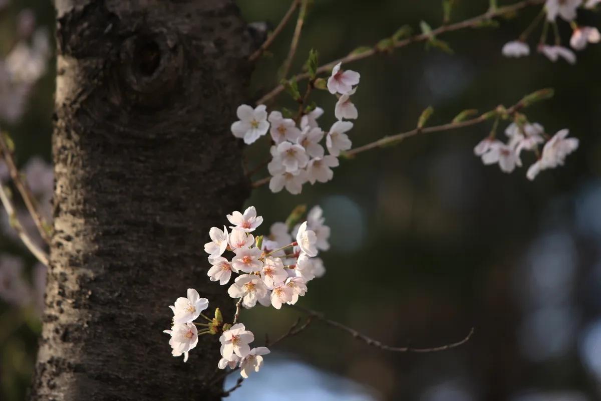진해군항제 2026 언제 열릴까? 벚꽃 명소 6곳과 가는 법