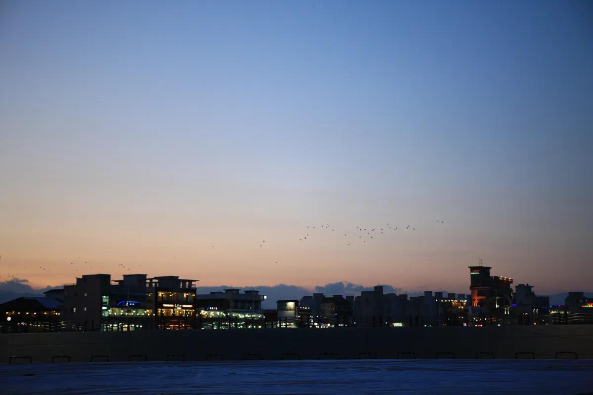 강릉 벚꽃 어디가 좋을까? 경포대부터 안목해변까지 (2026)