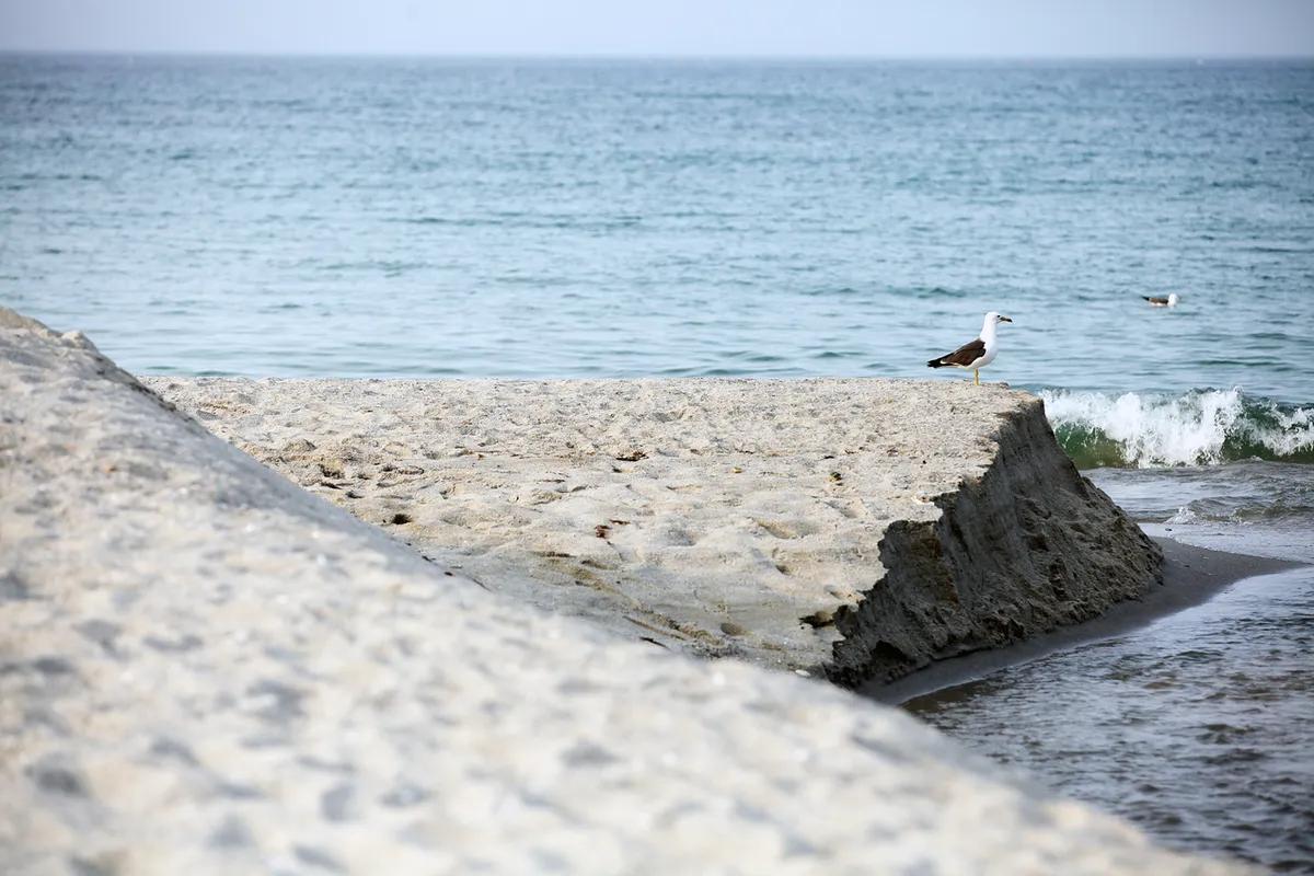 삼척 맹방 유채꽃축제 2026, 일정과 가볼 만한 곳은?