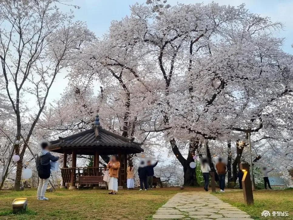 지금 아니면 못 볼 벚꽃 엔딩, 아쉽다면?"... 충남 공주 충남역사박물관의 마지막 벚꽃길 1곳