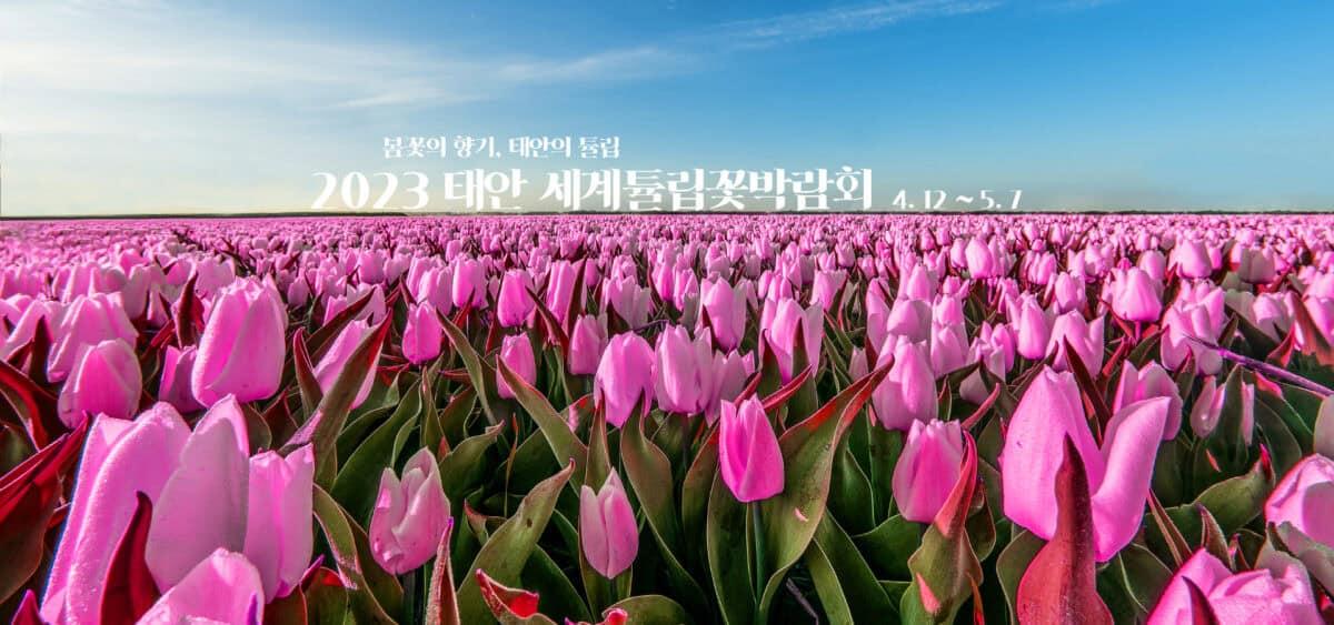 2023 태안 세계튤립꽃박람회 일정 및 이용요금 안내