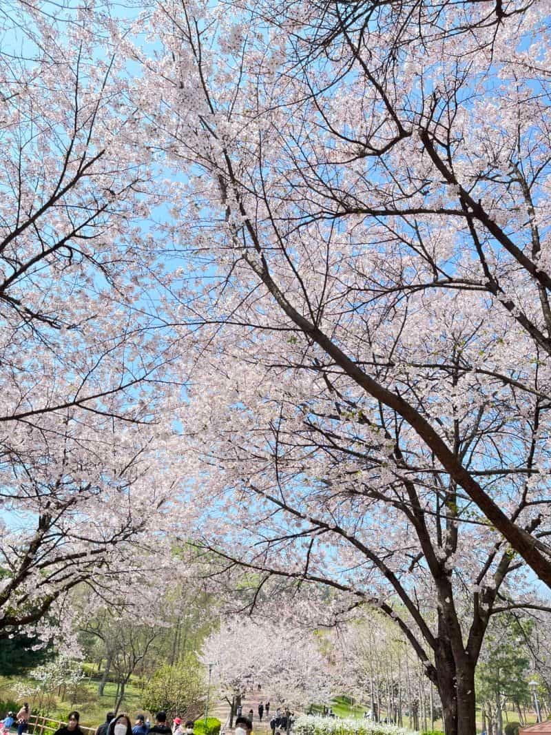 2023년 전국 봄꽃 축제 일정 저장하기