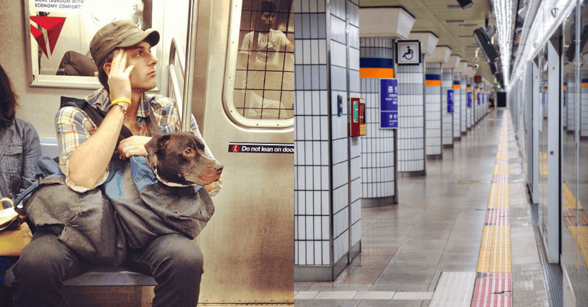 반려동물 동반여행 대중교통별 이용 방법 총정리