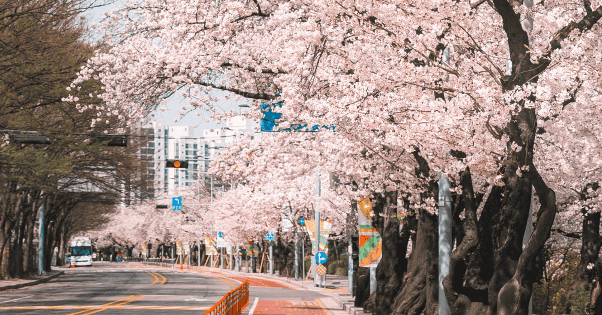 2023 여의도 벚꽃축제, 봄날을 만끽하세요.