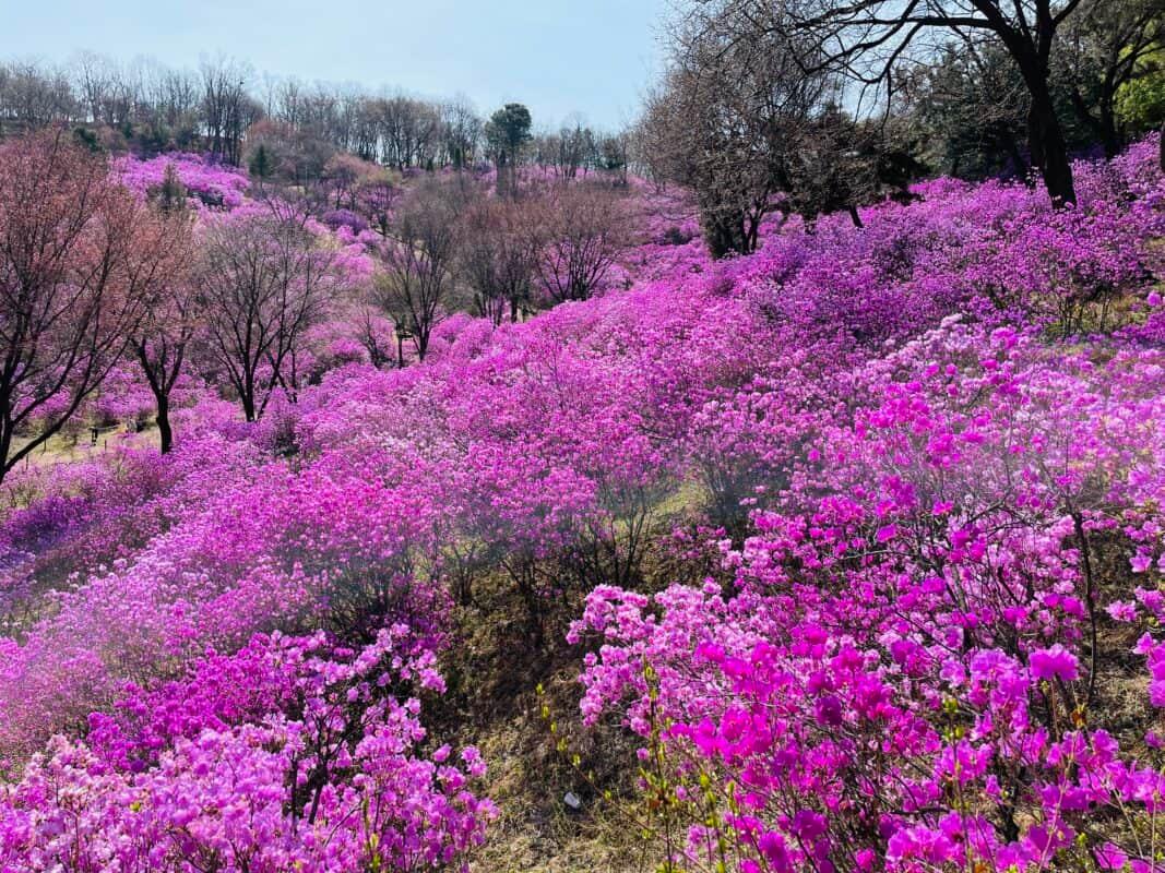 3만여 그루 진달래 만날 수 있는 경기 부천시 진달래동산