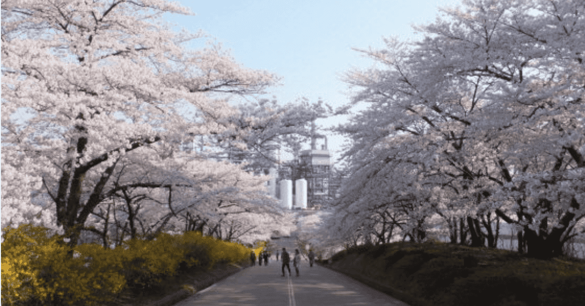 SK인천석유화학 벛꽃동산 행사 취소. 이유는 봄비 때문