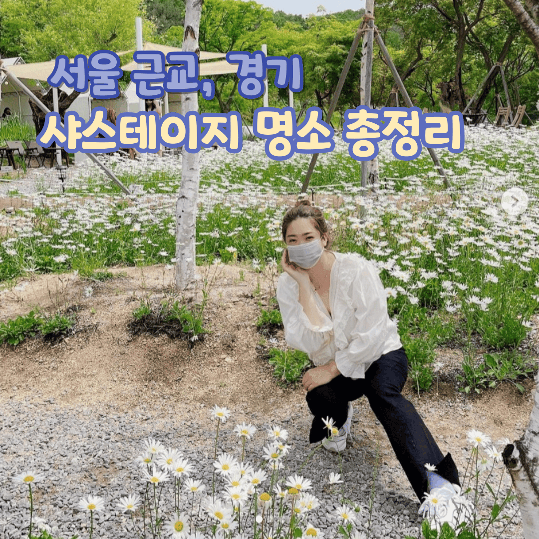 서울 근교, 경기 샤스타데이지 명소 카페 총정리(+계란후라이꽃)