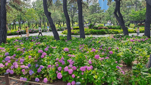 걷기 좋은 도시가 살기 좋은 해운대 구청장 김성수, 걷기 문화 확산과 주민 소통에 나선다