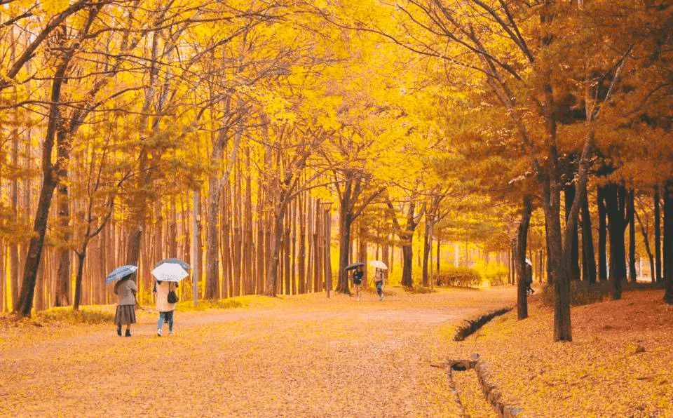 서울 단풍길 99선, 이 가을 당신을 초대합니다