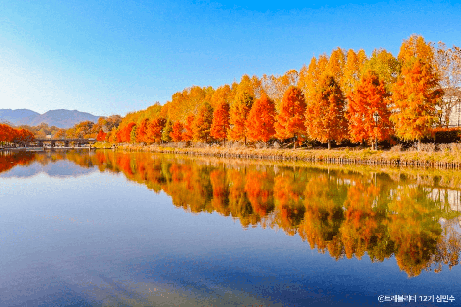 가을에 반하고 겨울에 빠지다, 대한민국 메타세쿼이아 명소 탐방 BEST 4