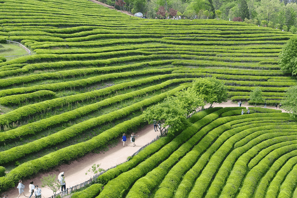 “향긋한 녹차 향에 반해!”… 보성 녹차밭에서 꼭 가봐야 할 명소 3곳