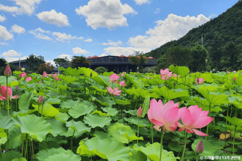 “여름엔 여기!”… 7월에 꼭 가봐야 할 연꽃과 해바라기 명소 4곳 추천