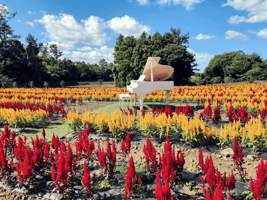 제주 동쪽에서 꼭 가봐야 할 인생샷 카페 TOP 10