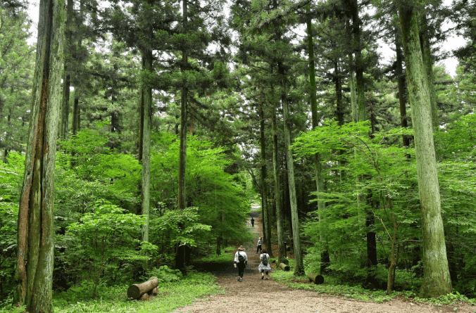 “이런 풍경 어디서 봐?”… 자연 그대로를 느낄 수 있는 소나무 숲길 BEST 5 추천