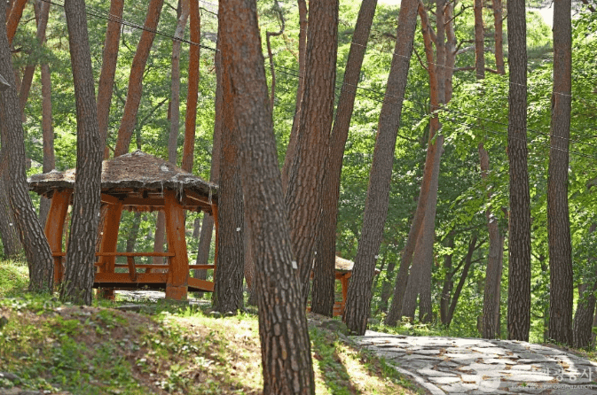 “여기 가면 모든 피로가 싹 풀려!”… 자연 속에서 힐링하기 좋은 국내 자연휴양림 BEST 5 추천